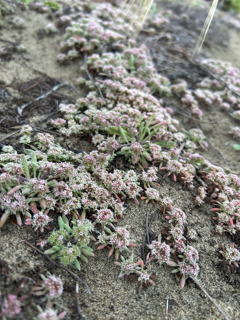 Chorizanthe cuspidata var. cuspidata