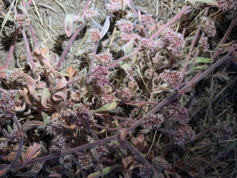 Chorizanthe cuspidata var. cuspidata photo 2