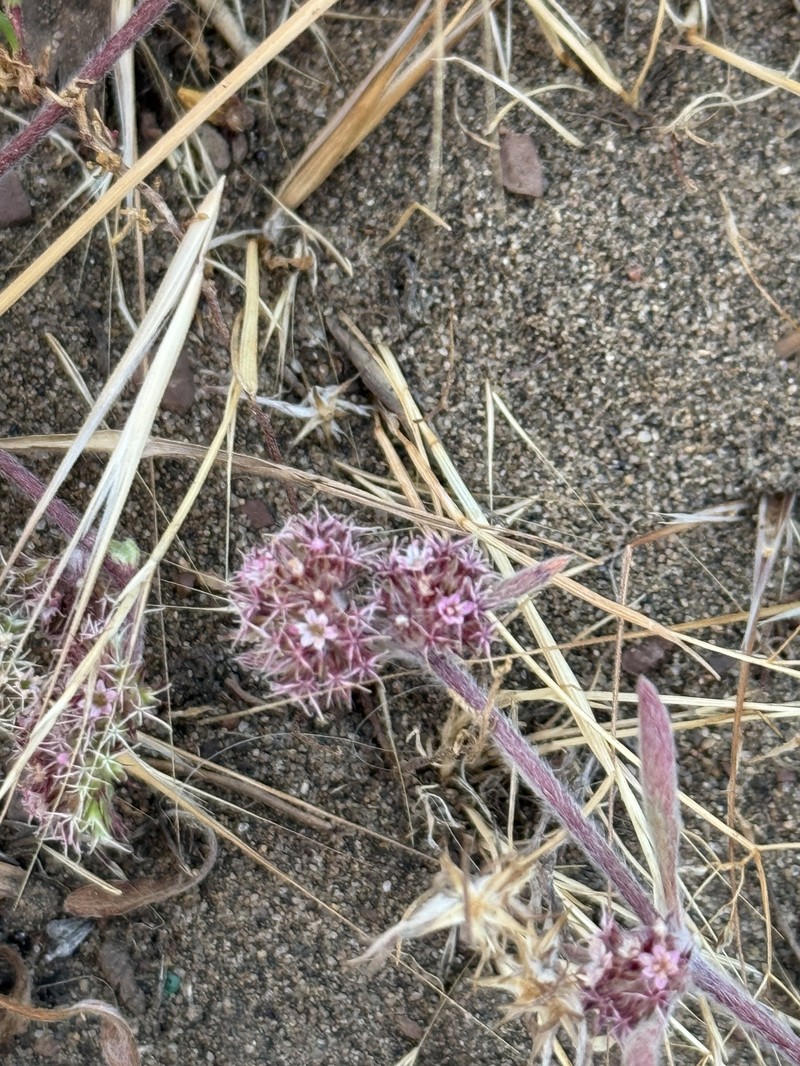 Chorizanthe cuspidata var. cuspidata photo 3