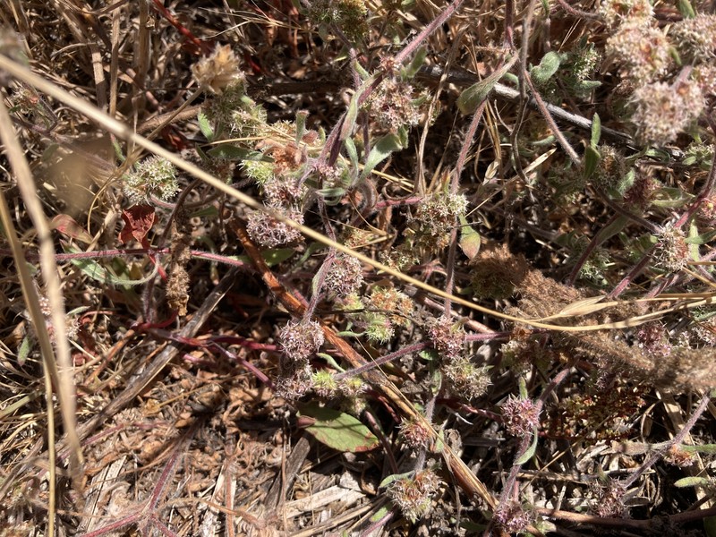 Chorizanthe cuspidata var. cuspidata photo 4