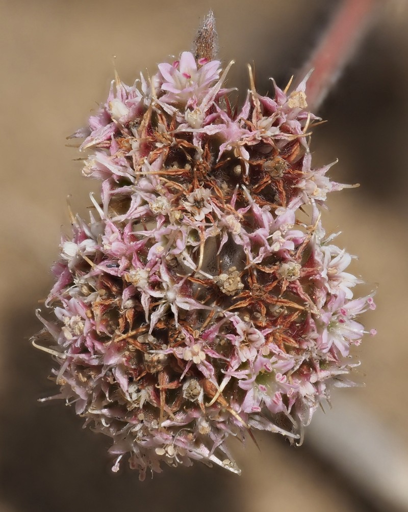 Chorizanthe cuspidata var. cuspidata photo 5