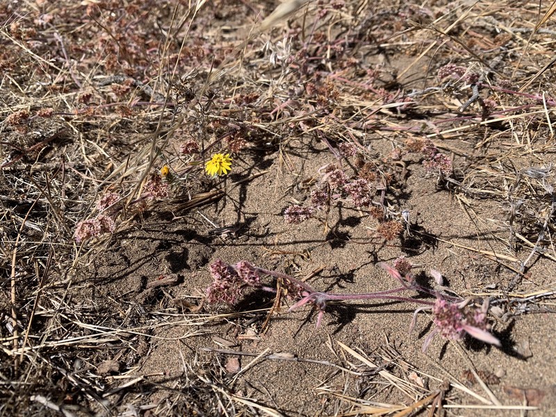 Chorizanthe cuspidata var. cuspidata photo 6
