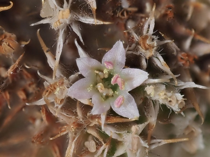 Chorizanthe cuspidata var. cuspidata photo 7