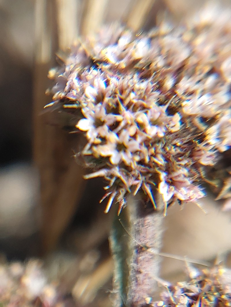 Chorizanthe cuspidata var. cuspidata photo 8