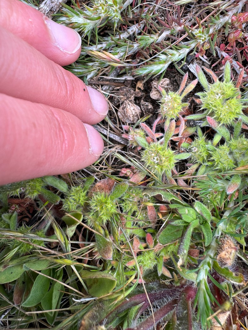 Chorizanthe cuspidata var. villosa