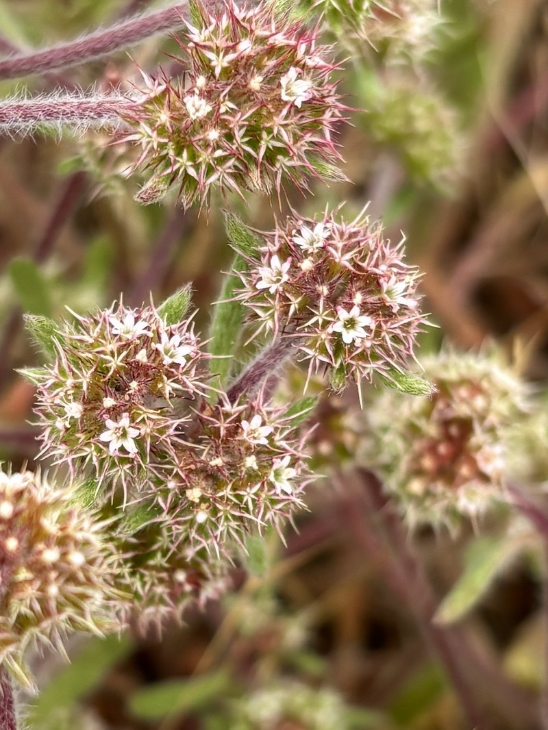Chorizanthe cuspidata var. villosa photo 2