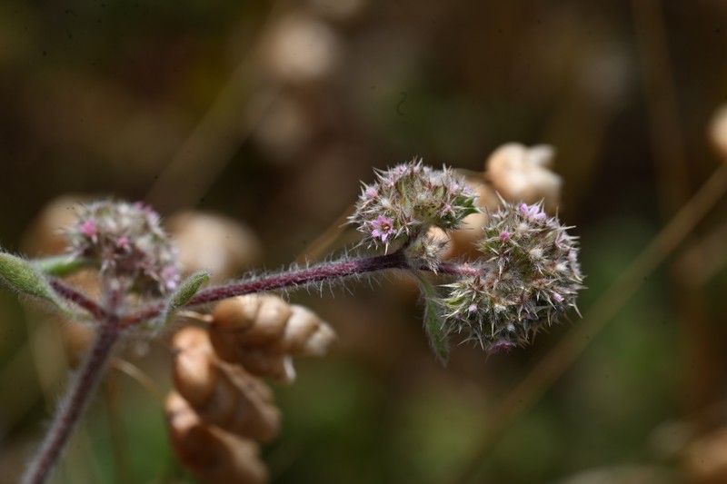 Chorizanthe cuspidata var. villosa photo 3