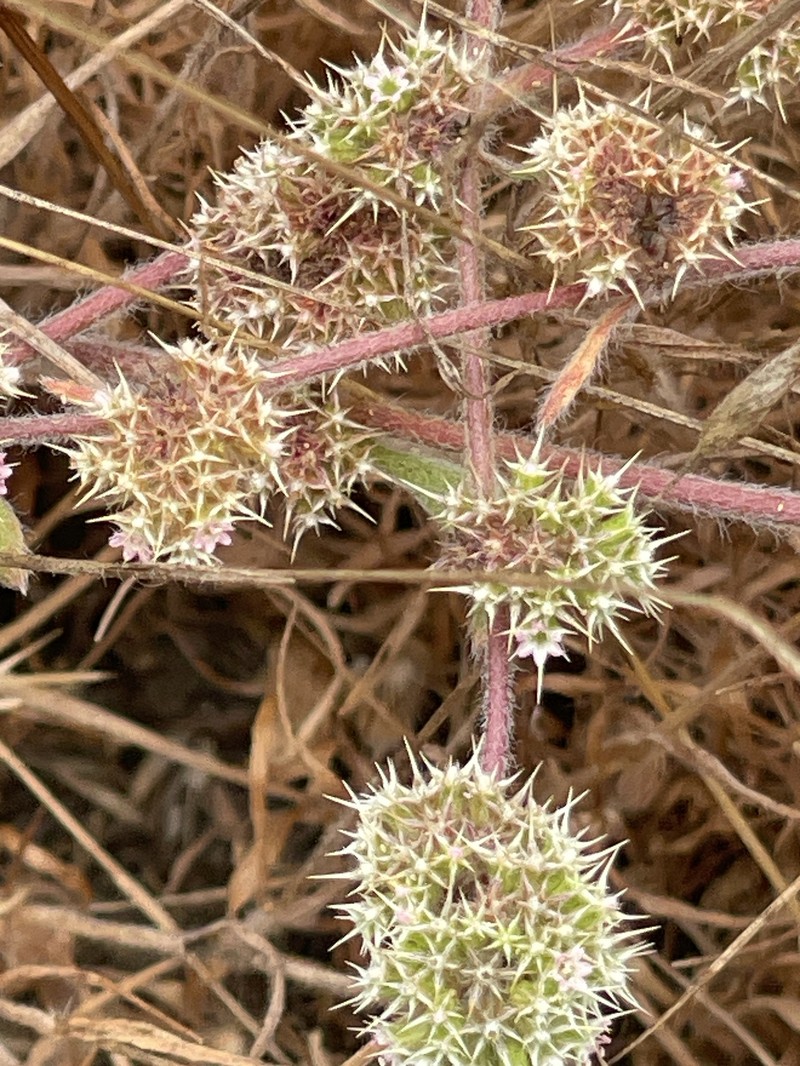 Chorizanthe cuspidata var. villosa photo 4