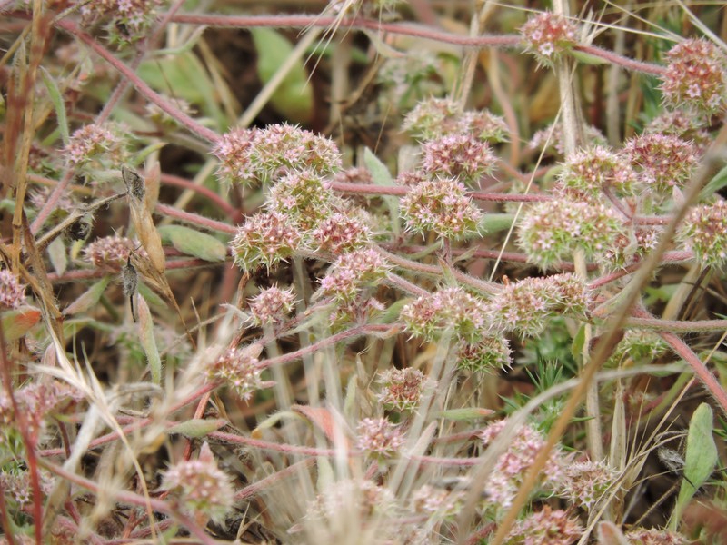Chorizanthe cuspidata var. villosa photo 5