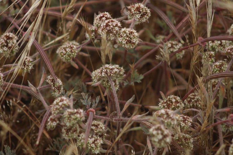 Chorizanthe cuspidata var. villosa photo 7