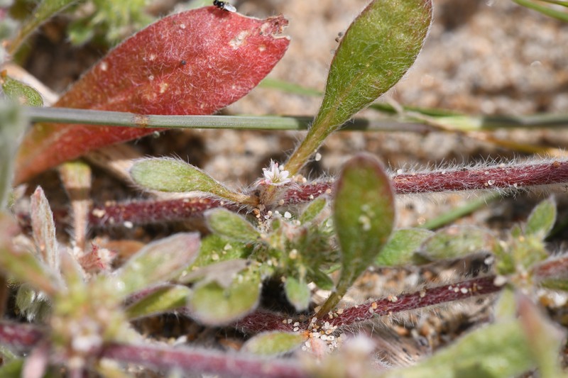 Chorizanthe cuspidata var. villosa photo 8