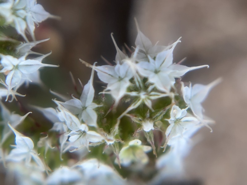 Diffuse Spineflower