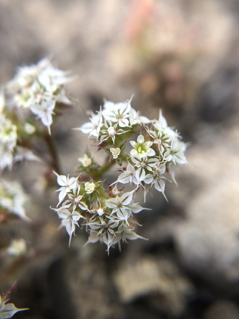 Diffuse Spineflower photo 2