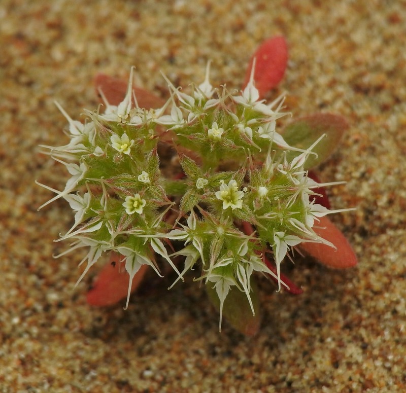Diffuse Spineflower photo 3
