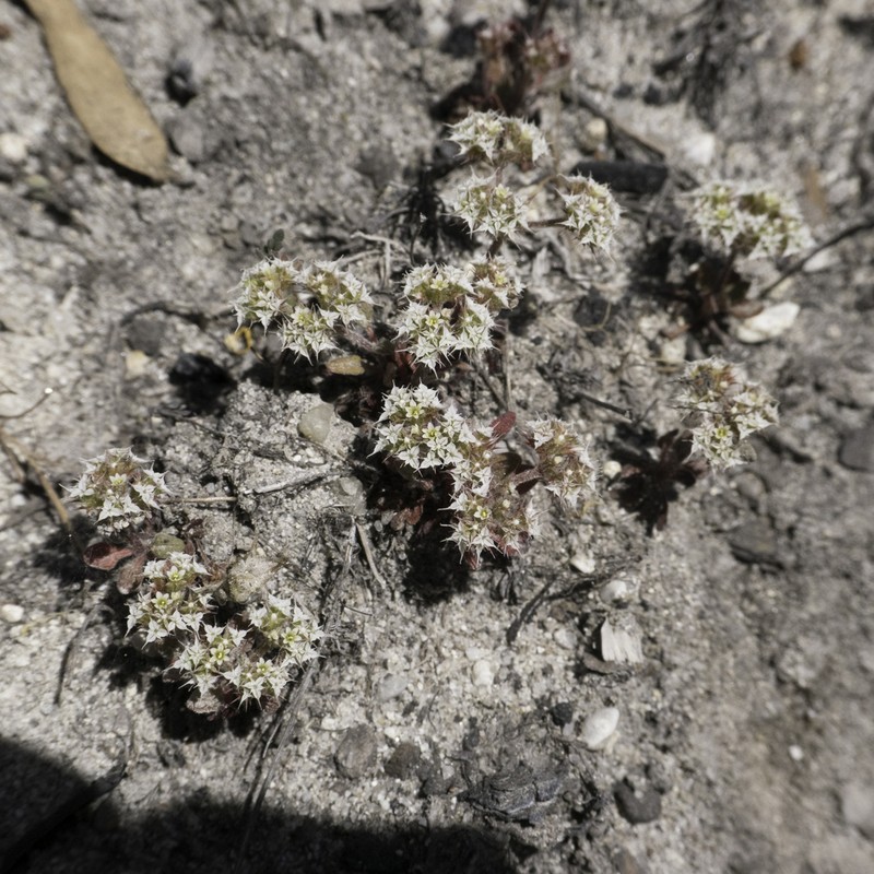 Diffuse Spineflower photo 4