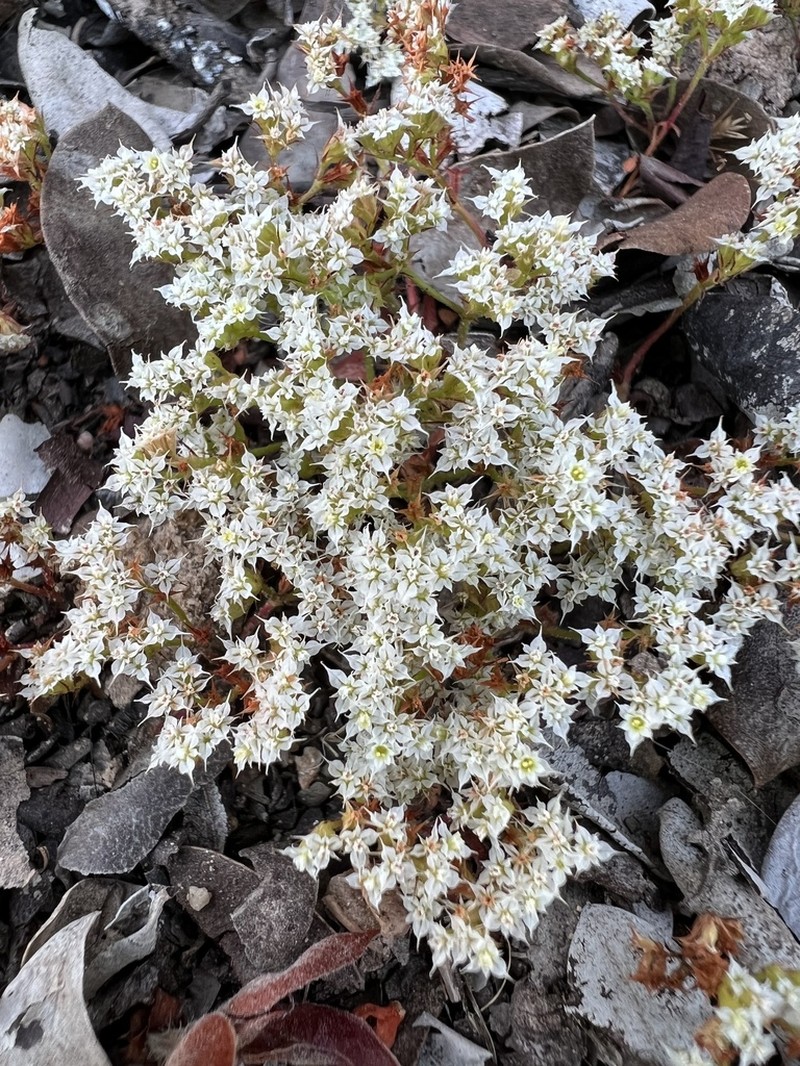 Diffuse Spineflower photo 5