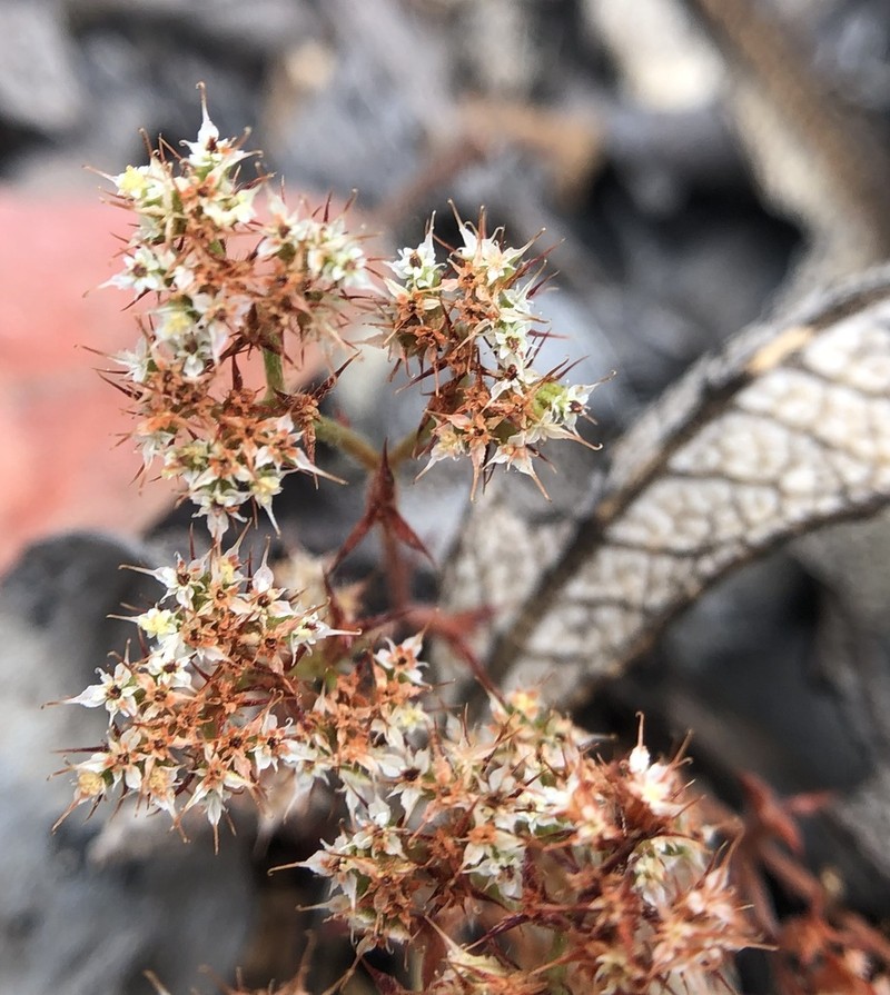 Diffuse Spineflower photo 6