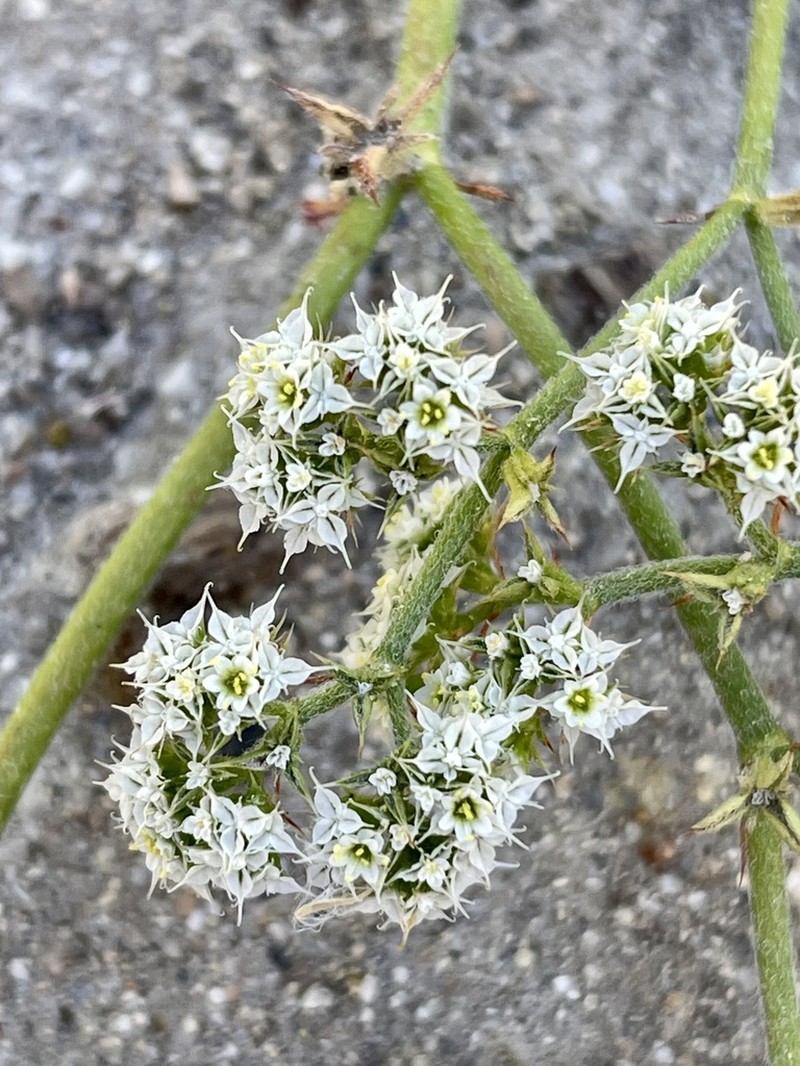Diffuse Spineflower photo 7