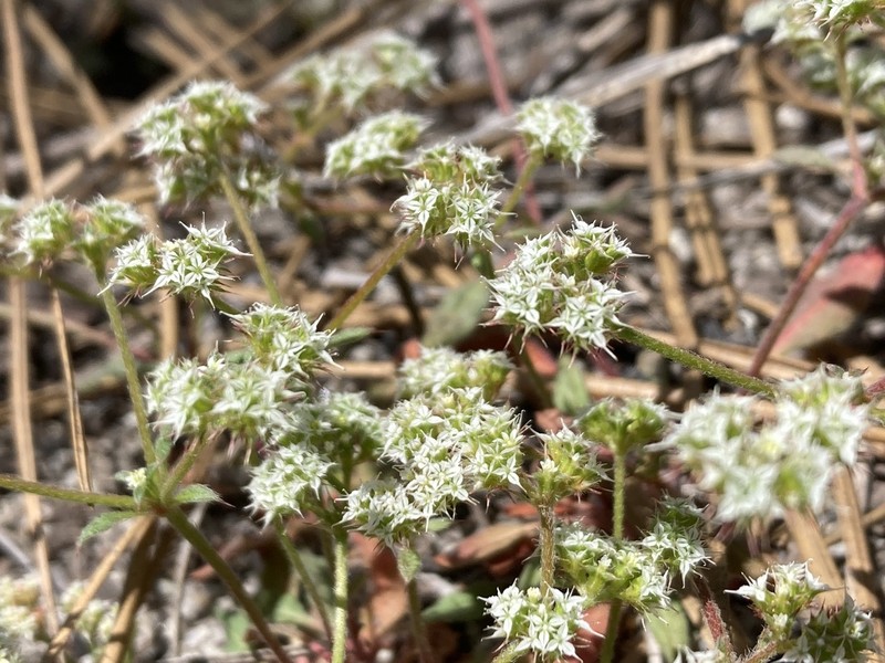 Diffuse Spineflower photo 8