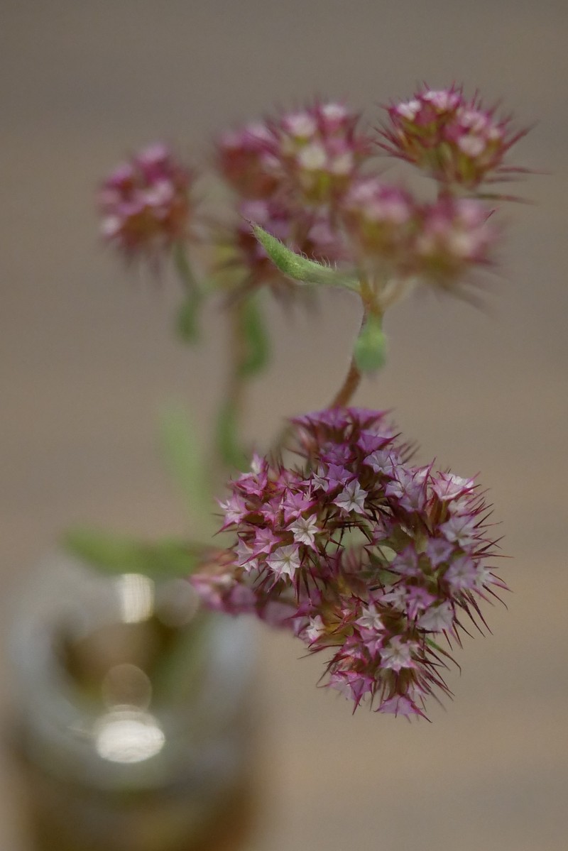 Douglas' Spineflower