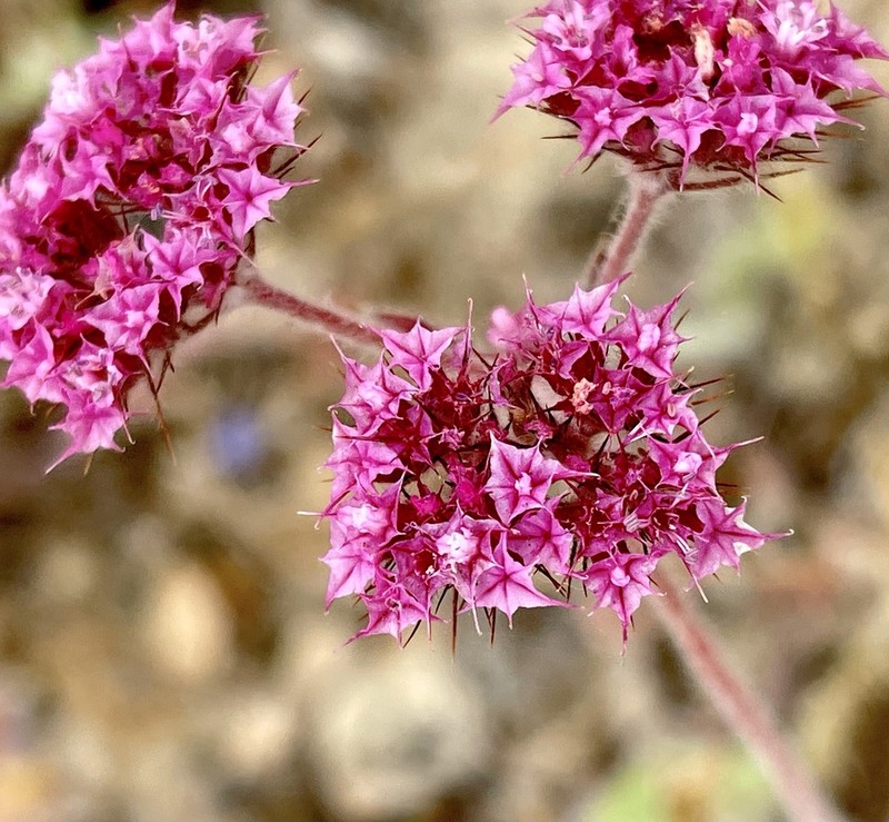 Douglas' Spineflower
