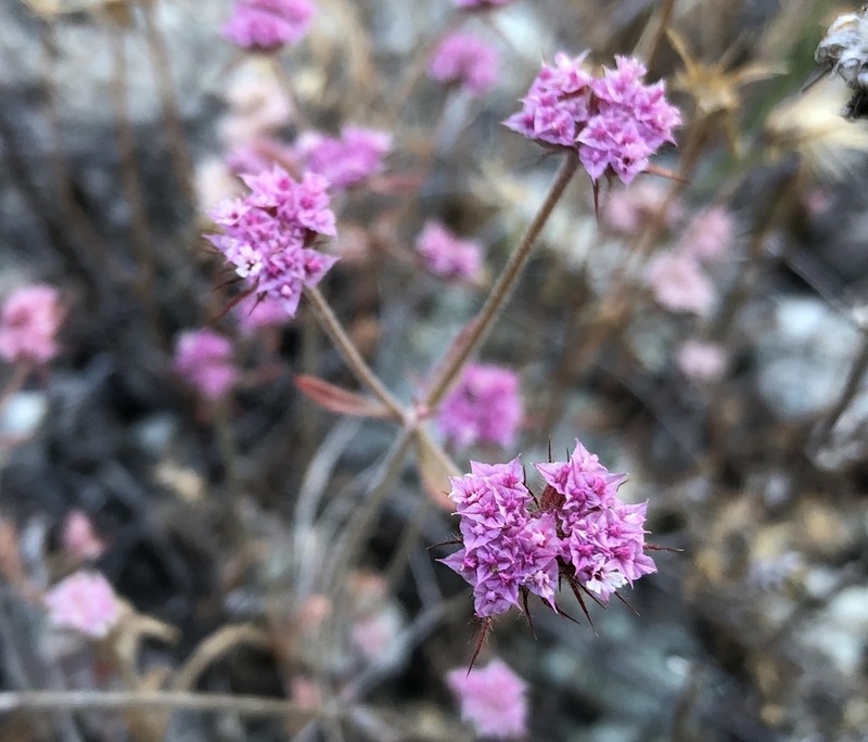 Douglas' Spineflower photo 2