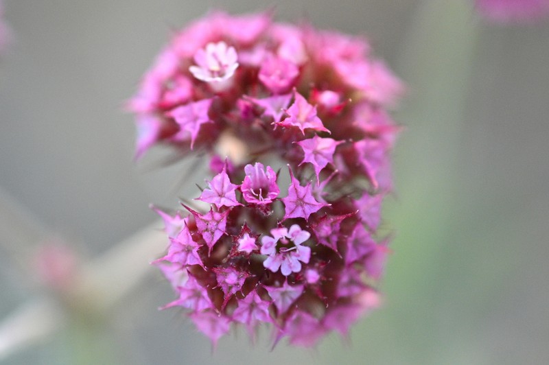 Douglas' Spineflower photo 3