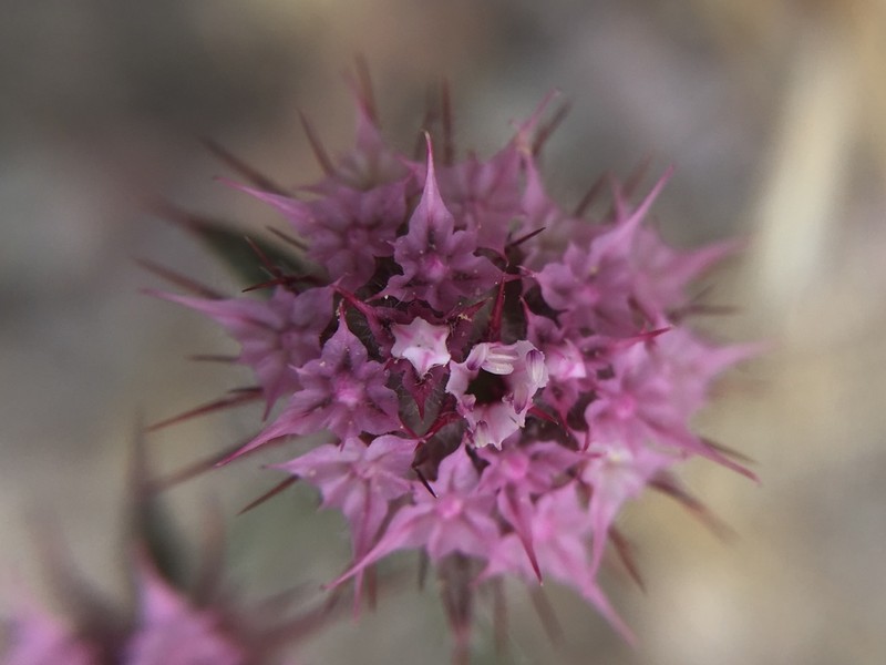 Douglas' Spineflower photo 4