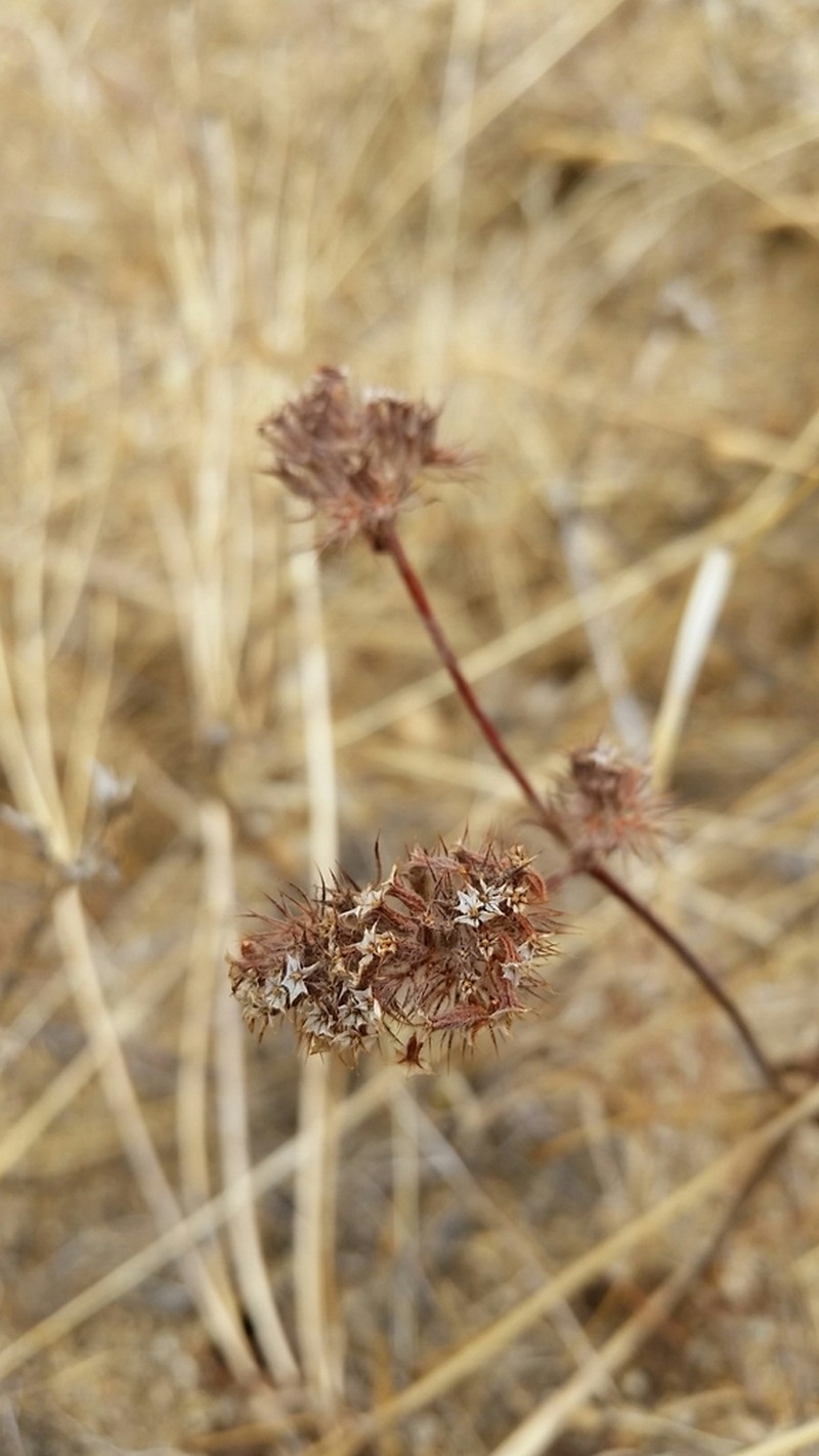 Douglas' Spineflower photo 5