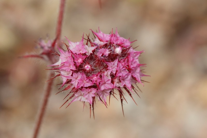 Douglas' Spineflower photo 6
