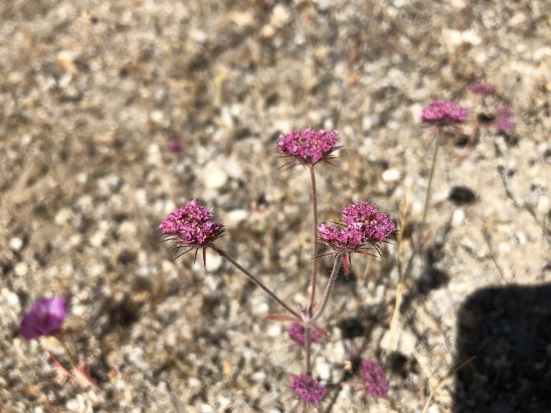 Douglas' Spineflower photo 7