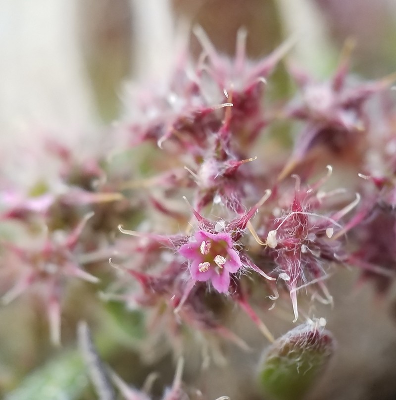 Chorizanthe eastwoodiae