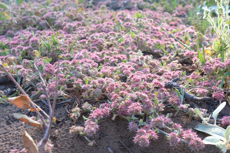 Chorizanthe eastwoodiae photo 2