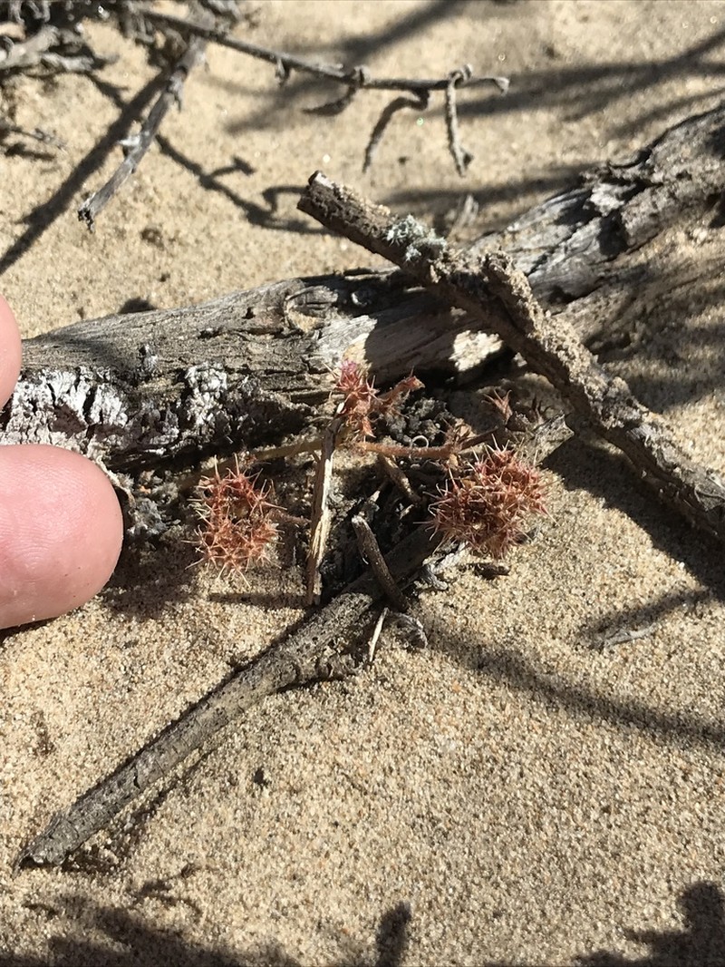 Chorizanthe eastwoodiae photo 3