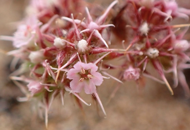 Chorizanthe eastwoodiae photo 4