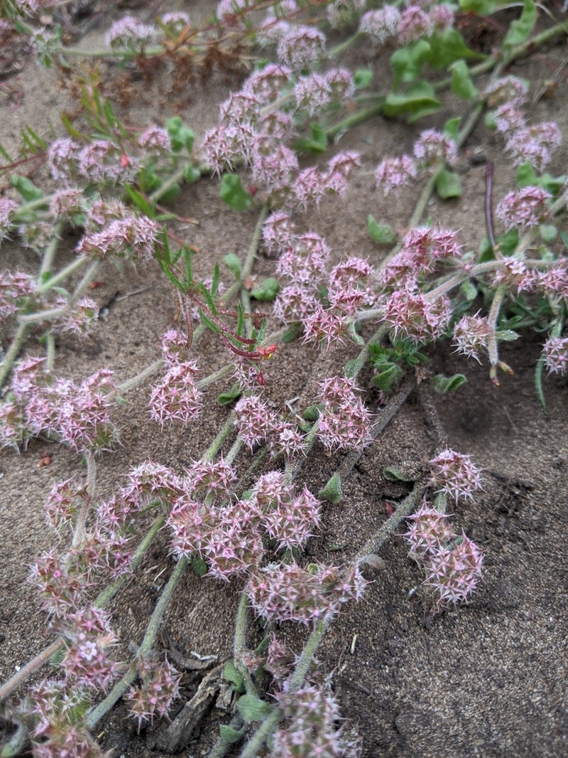 Chorizanthe eastwoodiae photo 5