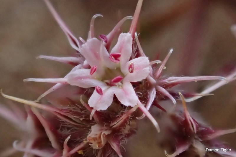 Chorizanthe eastwoodiae photo 6