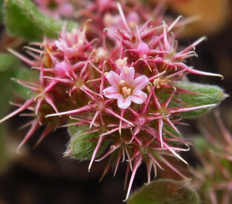 Chorizanthe eastwoodiae photo 7