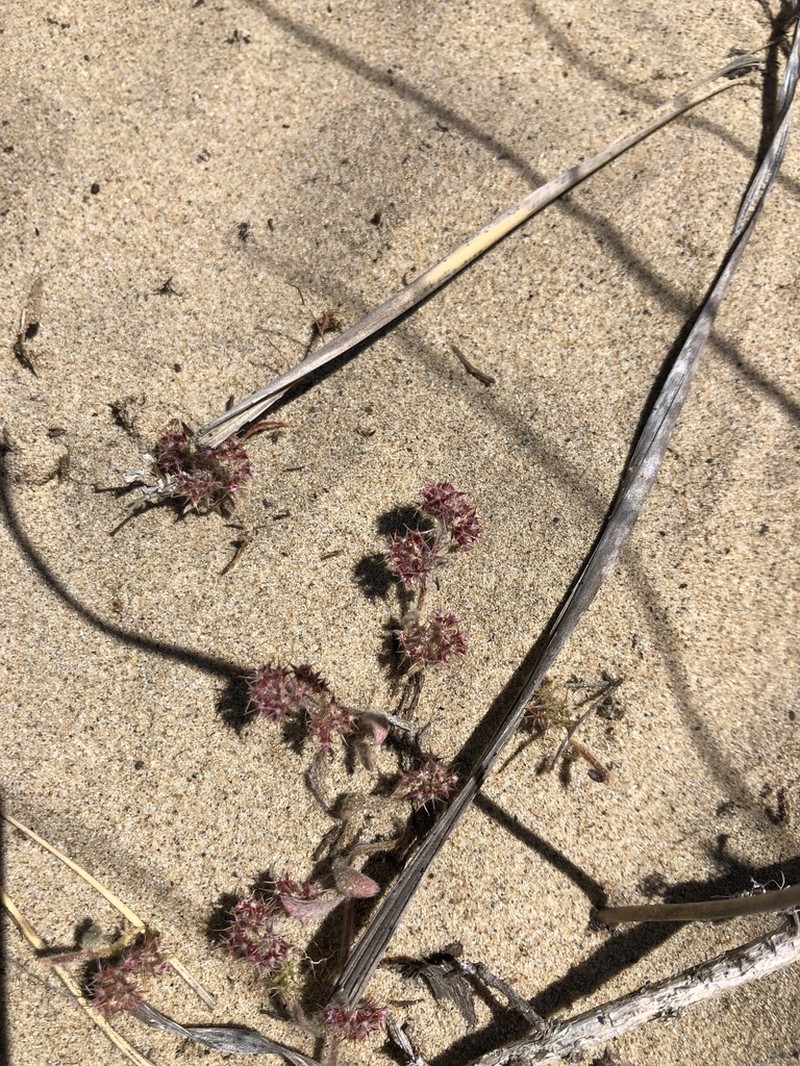 Chorizanthe eastwoodiae photo 8