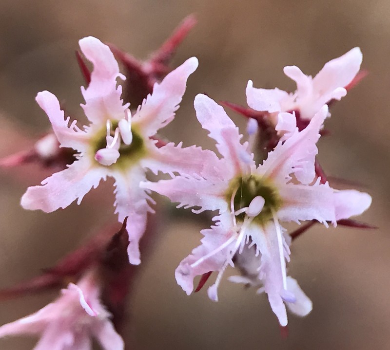 Fringed Spineflower