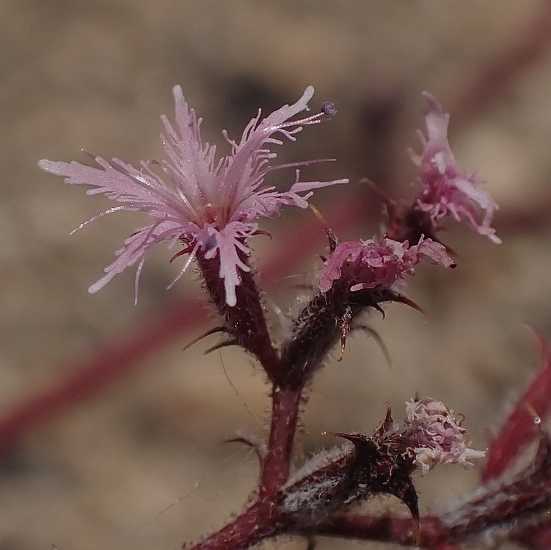 Fringed Spineflower photo 2