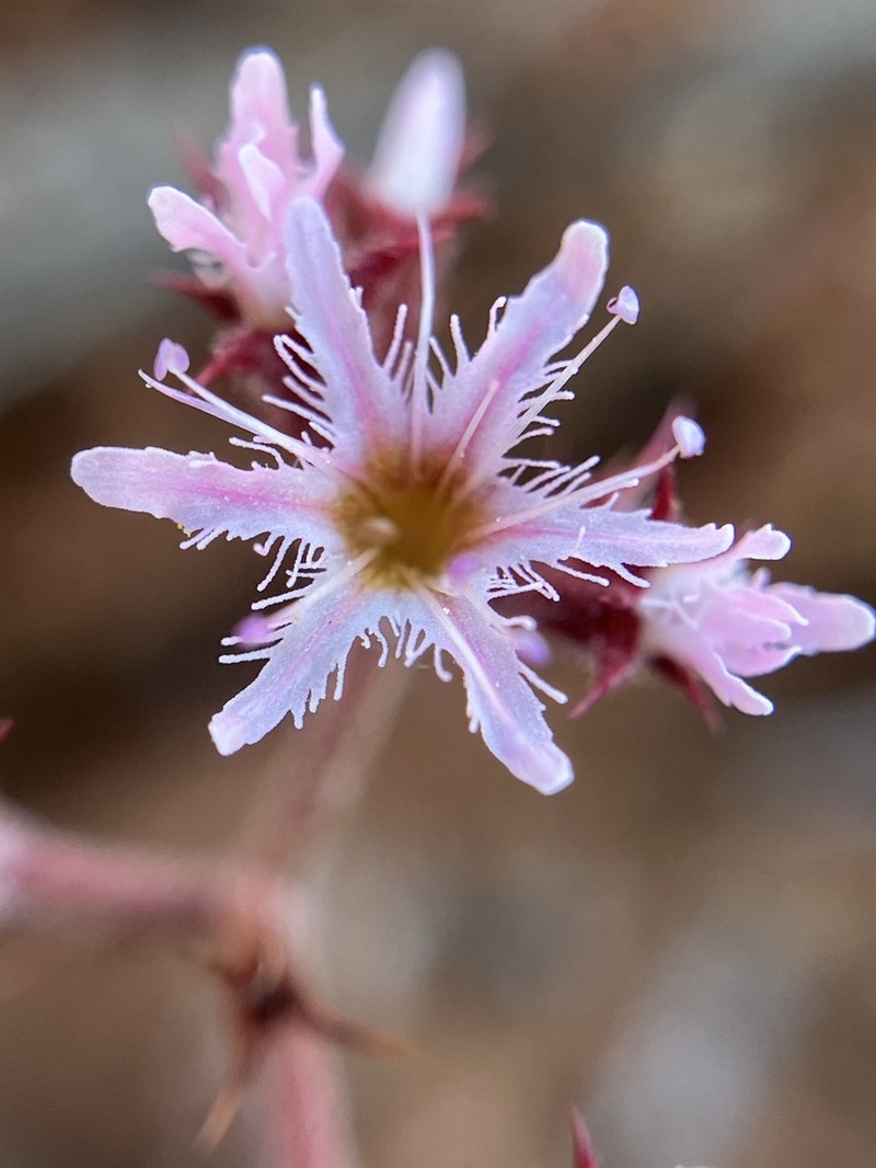 Fringed Spineflower photo 3