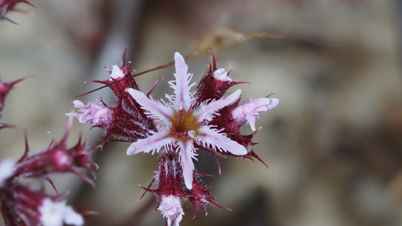 Fringed Spineflower photo 4