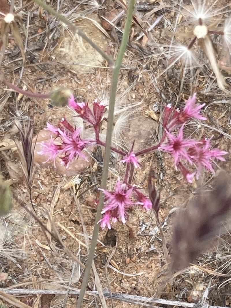 Fringed Spineflower photo 5