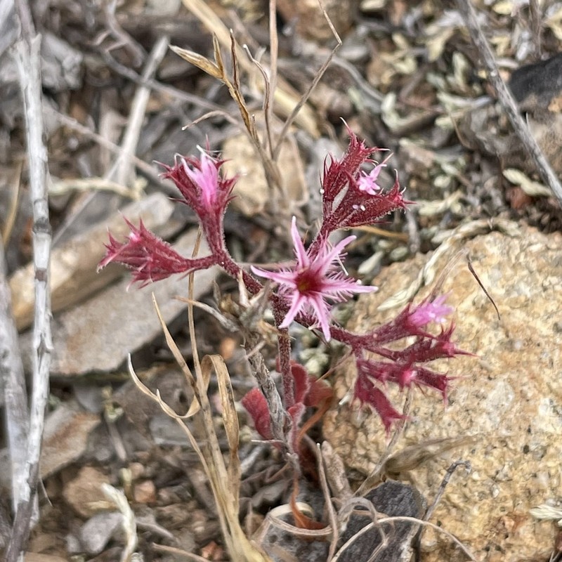 Fringed Spineflower photo 6