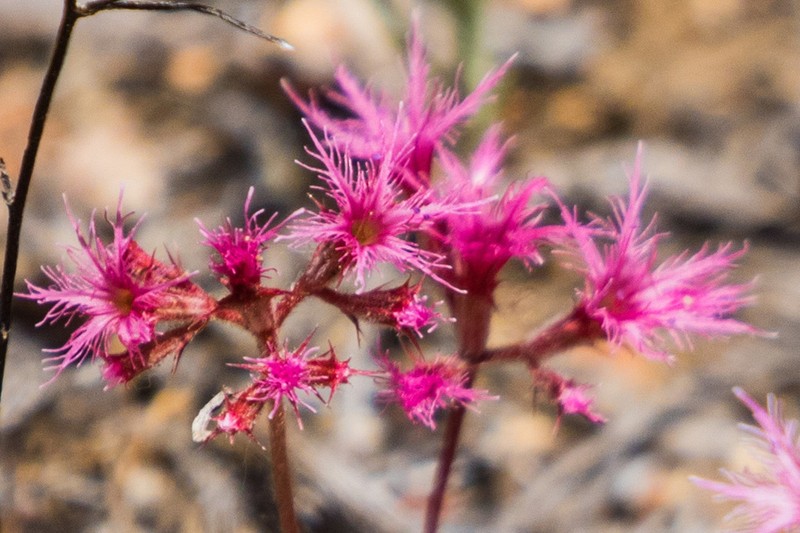 Fringed Spineflower photo 8