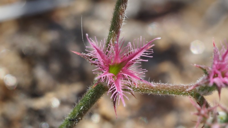 Chorizanthe fimbriata var. laciniata