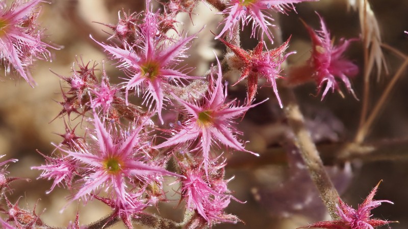 Chorizanthe fimbriata var. laciniata photo 2