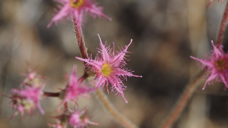 Chorizanthe fimbriata var. laciniata photo 3