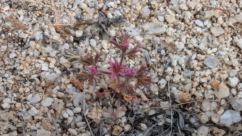Chorizanthe fimbriata var. laciniata photo 4